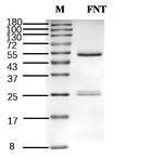 Fenthion Recombinant Mouse Monoclonal Antibody (1A6)