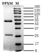 Fenpyroximate Recombinant Mouse Monoclonal Antibody (1D1)
