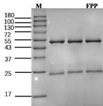 Fenpropathrin Recombinant Mouse Monoclonal Antibody (1A11)