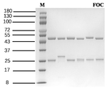 Fenoxycarb Recombinant Mouse Monoclonal Antibody (4B10)