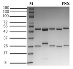 Fenoxanil Recombinant Mouse Monoclonal Antibody (4C10)
