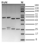 Famoxadone Recombinant Mouse Monoclonal Antibody (4E11)
