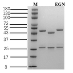 Eugenol Recombinant Mouse Monoclonal Antibody (2C9)