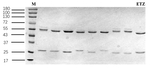 Etoxazole Recombinant Mouse Monoclonal Antibody (3B9)