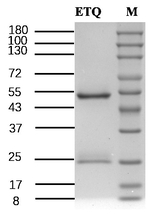 Ethoxyquin Antibody in SDS-PAGE (SDS-PAGE)