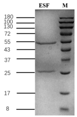 Ethametsulfuron Recombinant Mouse Monoclonal Antibody (8D2)