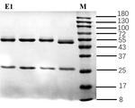 Estrone Recombinant Mouse Monoclonal Antibody (2D9)