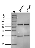 Enterotoxin E Recombinant Mouse Monoclonal Antibody (7A7)