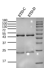 Enterotoxin D Antibody in SDS-PAGE (SDS-PAGE)