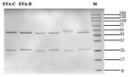 Enterotoxin A Recombinant Mouse Monoclonal Antibody (2B1)