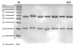 Endosulfan Recombinant Mouse Monoclonal Antibody (4C3)
