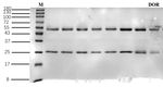 Doramectin Recombinant Mouse Monoclonal Antibody (1F5)