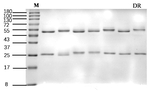 Diuron Recombinant Mouse Monoclonal Antibody (5C9)