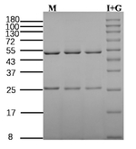 Disodium 5-ribonucleotide Recombinant Mouse Monoclonal Antibody (3B2)