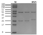 Dioxin Antibody in SDS-PAGE (SDS-PAGE)