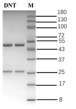 Dinitolmide Antibody in SDS-PAGE (SDS-PAGE)