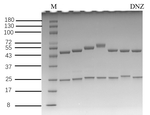 Diniconazole Antibody in SDS-PAGE (SDS-PAGE)