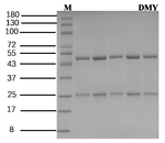 Dimethyl yellow Recombinant Mouse Monoclonal Antibody (4C5)