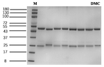 Dimethachlon Recombinant Mouse Monoclonal Antibody (1F4)