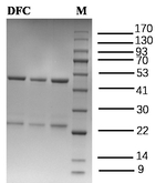 Diethofencarb Recombinant Mouse Monoclonal Antibody (1E9)