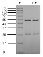 Diclofop-methyl Recombinant Mouse Monoclonal Antibody (1E3)