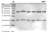 Dichlorodiphenyltrichloroethane Recombinant Mouse Monoclonal Antibody (3G3)