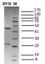 Diaveridine Recombinant Mouse Monoclonal Antibody (2C1)