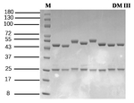 Diamides III Recombinant Mouse Monoclonal Antibody (1B3)