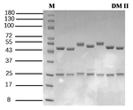 Diamides II Recombinant Mouse Monoclonal Antibody (1B3)