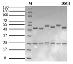 Diamides I Recombinant Mouse Monoclonal Antibody (1B3)