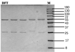 Diafenthiuron Recombinant Mouse Monoclonal Antibody (3B4)