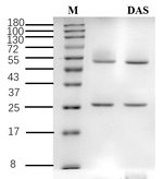 Diacetoxyscirpenol Recombinant Mouse Monoclonal Antibody (3H10)