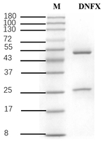 Danofloxacin Recombinant Mouse Monoclonal Antibody (2A2)