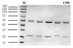 Cyprodinil Recombinant Mouse Monoclonal Antibody (4C8)