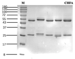 Cyhalofop acid Antibody in SDS-PAGE (SDS-PAGE)