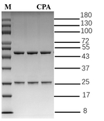 Cyclopiazonic acid Recombinant Mouse Monoclonal Antibody (1C10)