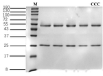 Colchicine Antibody in SDS-PAGE (SDS-PAGE)