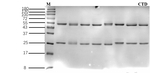 Clothianidin Recombinant Mouse Monoclonal Antibody (2G5)