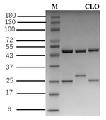 Clonidine Antibody in SDS-PAGE (SDS-PAGE)