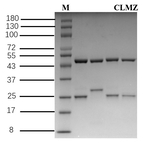 Clomazone Antibody in SDS-PAGE (SDS-PAGE)