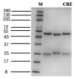 Climbazole Recombinant Mouse Monoclonal Antibody (5D8)