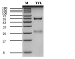 Tylosin Recombinant Mouse Monoclonal Antibody (2B3)