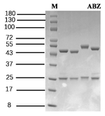 Albendazole I Antibody in SDS-PAGE (SDS-PAGE)