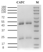 Acetochlor Recombinant Mouse Monoclonal Antibody (1E7)