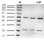 Ciprofloxacin Antibody in SDS-PAGE (SDS-PAGE)