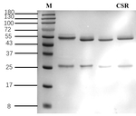 Cinosulfuron Antibody in SDS-PAGE (SDS-PAGE)