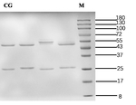 Cholyglycine Antibody in SDS-PAGE (SDS-PAGE)