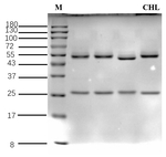 Chlorsulfuron Antibody in SDS-PAGE (SDS-PAGE)