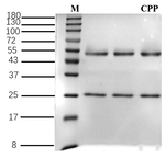 Chlorpropham Recombinant Mouse Monoclonal Antibody (1D4)