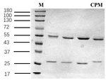 Chlorpheniramine Recombinant Mouse Monoclonal Antibody (3G9)